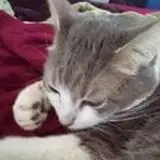 ada morse