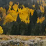 Lyu ya