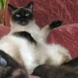 SIAMESE DCLXV
