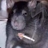 Rat Kid