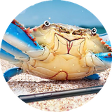 krabby